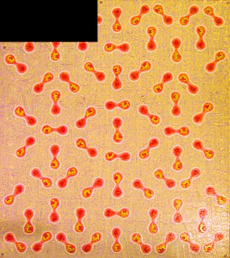cells1